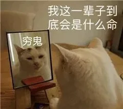 我这一辈子到底会是什么命穷鬼(猫猫表情包)（我这一辈子到底会是什么命穷鬼(猫猫表情包)）