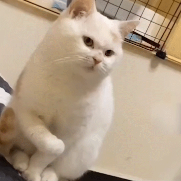 猫猫动图表情包（猫猫动图表情包）