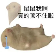鼠鼠我啊真的顶不住啦（鼠鼠我啊真的顶不住啦）