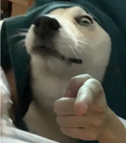 狗狗指人表情包（狗狗指人表情包）