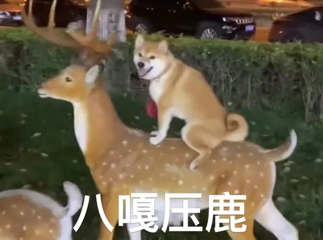 八嘎压鹿（八嘎压鹿）