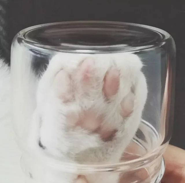 猫爪+玻璃杯=星巴克网红猫爪杯（猫爪+玻璃杯=星巴克网红猫爪杯）