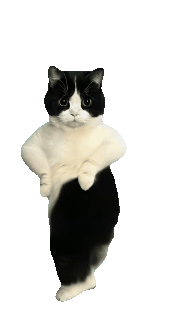 猫猫跳舞表情包（猫猫跳舞表情包）