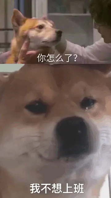 狗子流泪表情包：你怎么了？我不想...