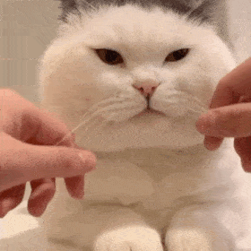 猫猫动图表情包（猫猫动图表情包）