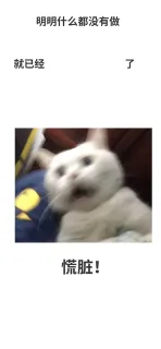 明明什么都没有做就已经了慌脏!(猫咪)