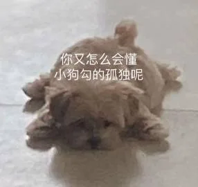你又怎么会懂小狗勾的孤独呢（你又怎么会懂小狗勾的孤独呢）