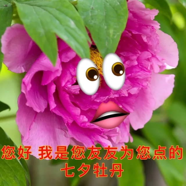 您好我是您友友为您点的七夕牡丹（您好我是您友友为您点的七夕牡丹）
