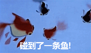 碰到了一条鱼