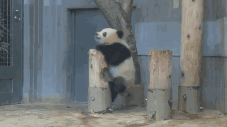 大熊猫滚滚爬树的样子好萌