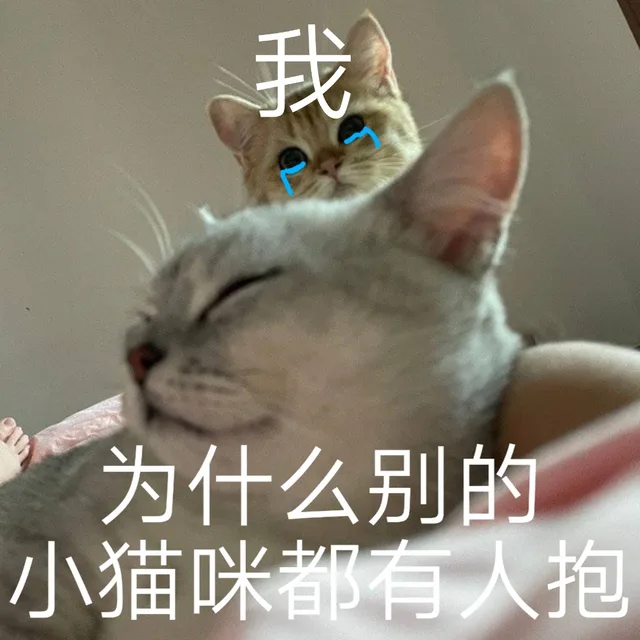 我为什么别的小猫咪都有人抱