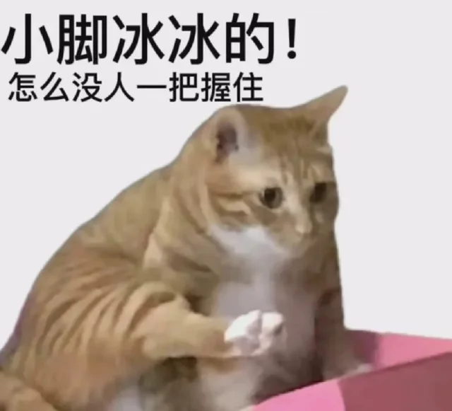 猫咪猫猫表情包