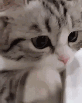 乖巧猫咪