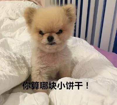 你算哪块小饼干！（你算哪块小饼干！）