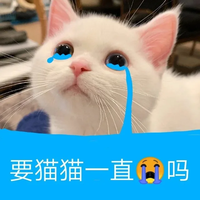 要猫猫一直吗（要猫猫一直吗）