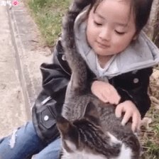 权律二跟猫咪
