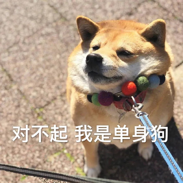 对不起 我是单身狗