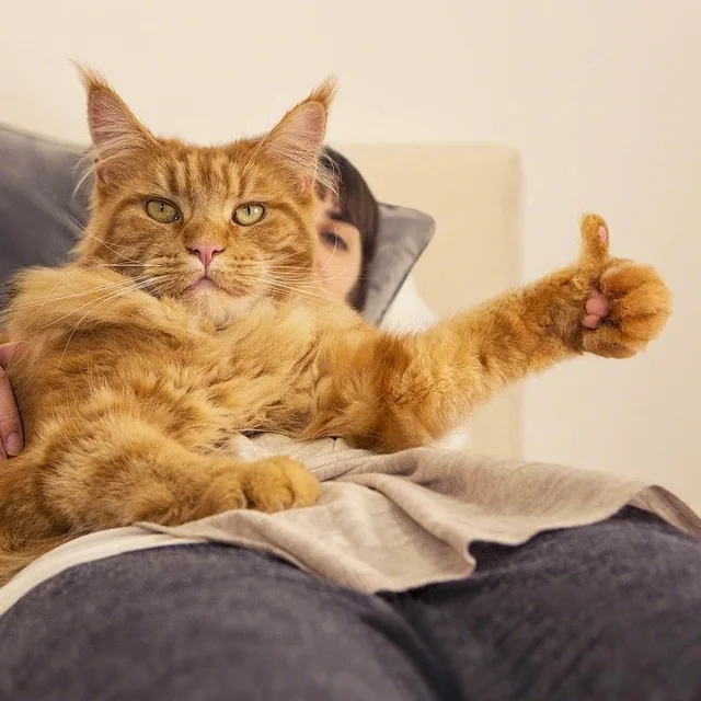 橘猫为你竖起大拇指（橘猫为你竖起大拇指）