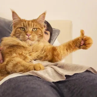 橘猫为你竖起大拇指