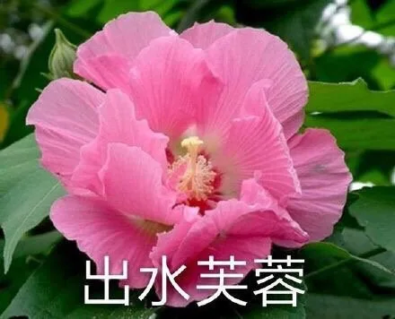 出水芙蓉