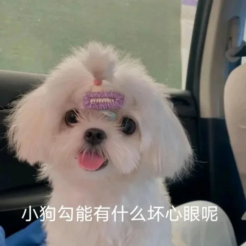 小狗勾能有什么坏心眼呢