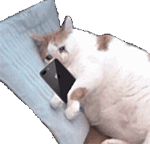 猫猫看手机流泪（猫猫看手机流泪）