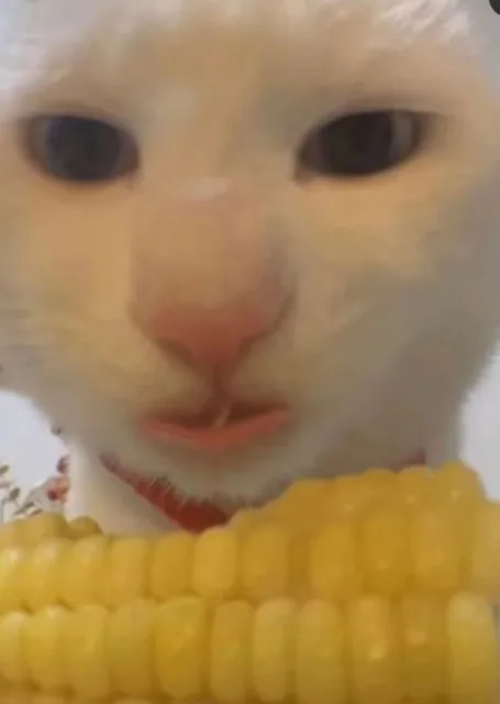 （奇怪的猫猫表情包_猥琐）