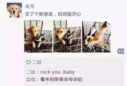 金毛：交了个新朋友，玩得很开心（金毛：交了个新朋友，玩得很开心）