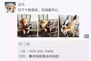 金毛：交了个新朋友，玩得很开心