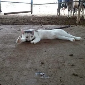 猫猫为你竖起大拇指（猫猫为你竖起大拇指）