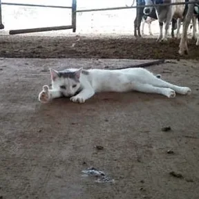 猫猫为你竖起大拇指