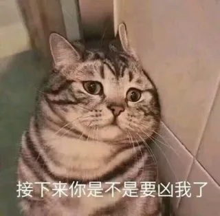 一组委屈巴巴猫咪表情包_猫咪表情包