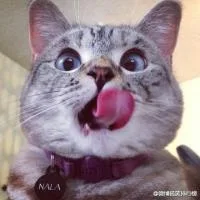 好好吃哦
