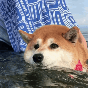 柴犬小花游泳动图（柴犬小花游泳动图）