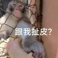 跟我扯皮？(吗喽表情包)（跟我扯皮？(吗喽表情包)）