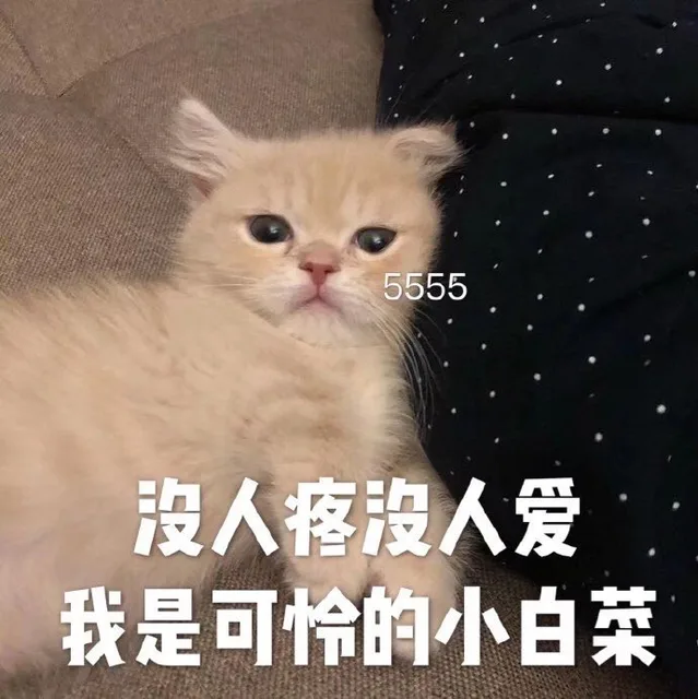 5555沒人疼没人爱我是可怜的小白菜（5555沒人疼没人爱我是可怜的小白菜）