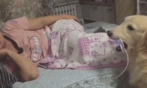 狗生真是艰难啊_狗子_gif_动图表情包