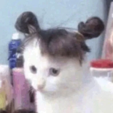猫咪将头发梳成发大人模样