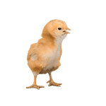 养小鸡表情包