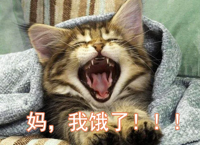 妈！！我饿了（妈！！我饿了）