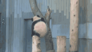滚滚爬树动图