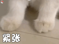 紧张（猫咪表情包）