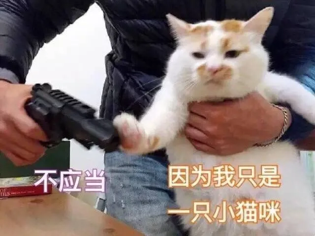 不应当杀我，因为我只是一只喵咪
