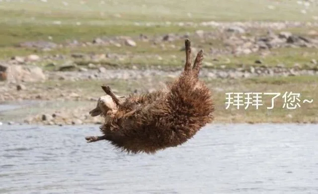 拜拜了您