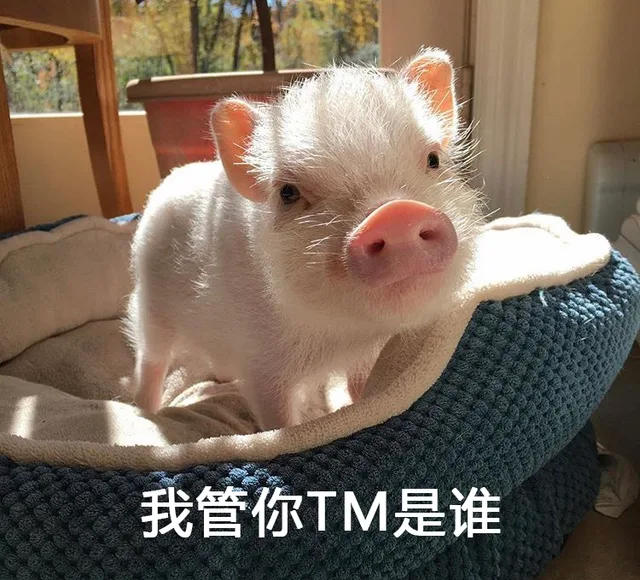 我管你 TM 是谁（我管你 TM 是谁）