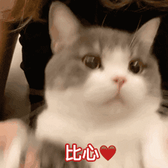 猫咪比心（猫咪比心）