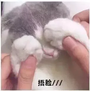捂脸/