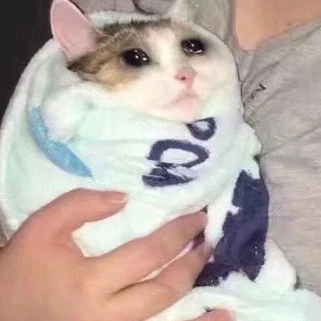 流泪猫猫头（流泪猫猫头）