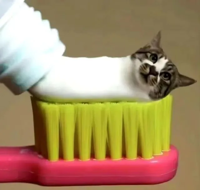 猫咪牙膏表情包（猫咪牙膏表情包）