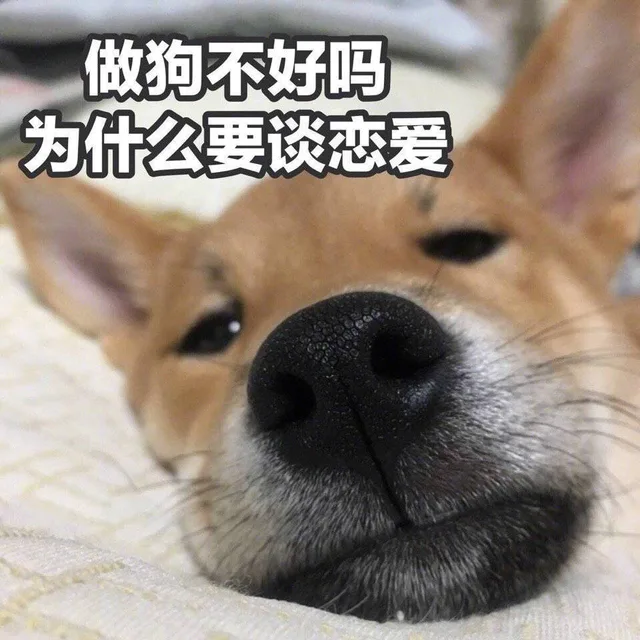 做狗不好吗 为什么要谈恋爱